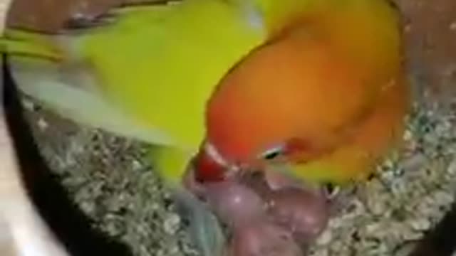 Parrot is playing with her baby parrots