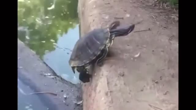 Funny everyday
