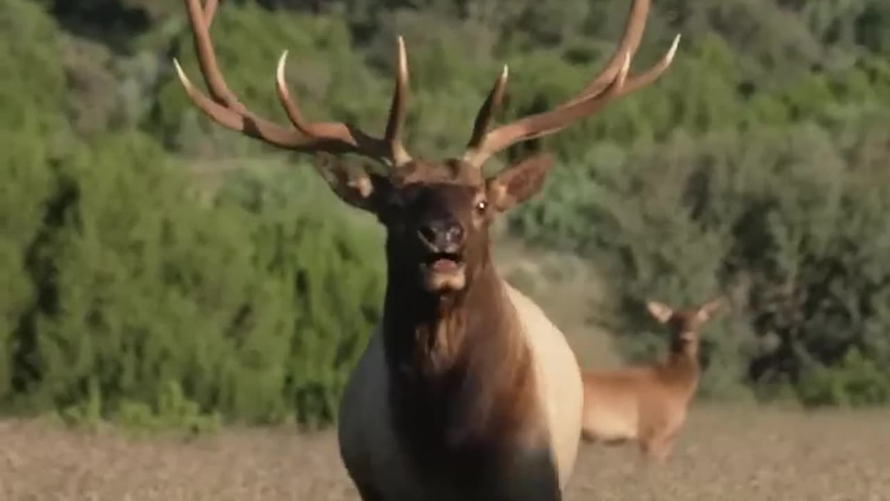 Nothing like a glunking Bull Elk!