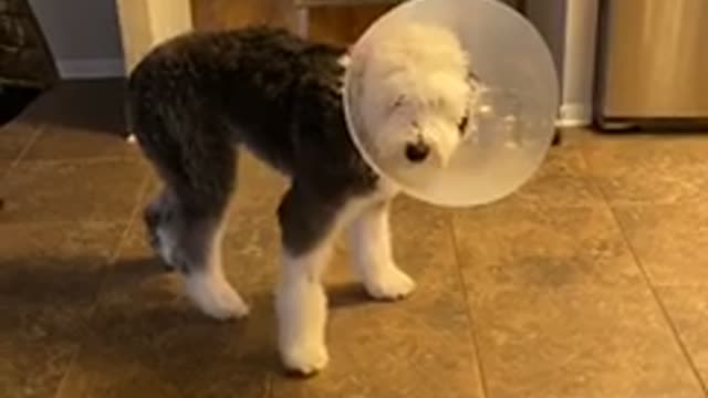 Good boy frozen in the cone of shame