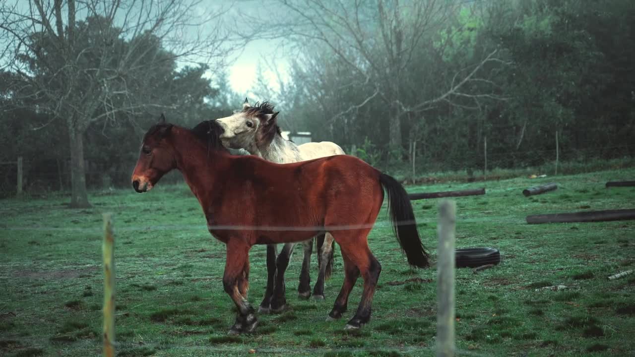 Beautiful two Horses on Pasture Land