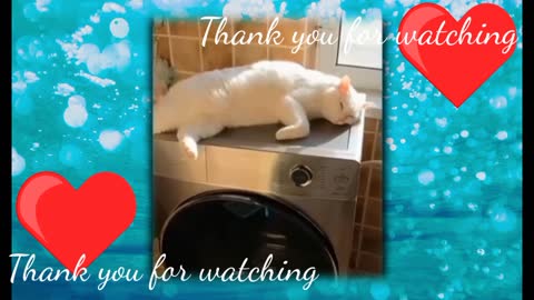 Cute cats videos