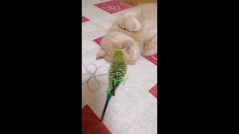 Parrot won't give up on trying to befriend cat