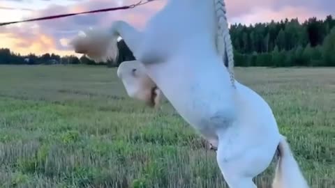Beautiful horse