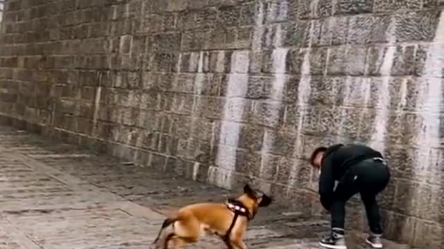 Dogs that fly- malinois & alstain dogs show Their jumping agility #shorts#