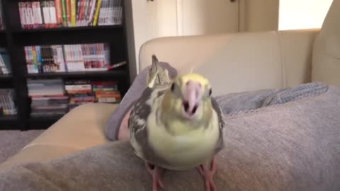 Angry Cockatiel Screaming 😂