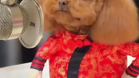 Dogs like singing and sports