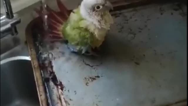 Video Bird Collection Fan