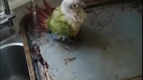 Video Bird Collection Fan