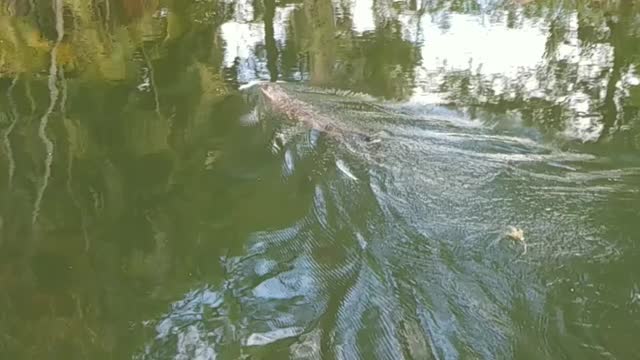 Florida alligator