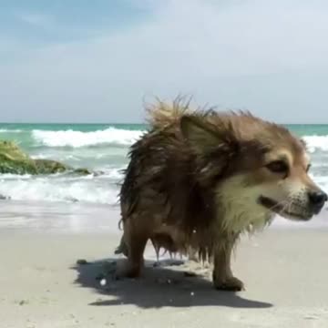 People enjoying while abandoned kitten cries for his mom | Saddest Kitten You've Ever Seen