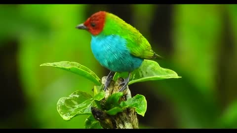 Beauty of Nature। Cute birds creatures। Cute chicks birds।