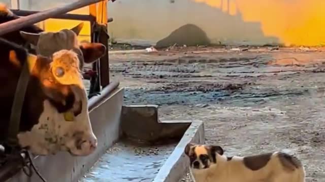 Dogs who are not afraid of danger
