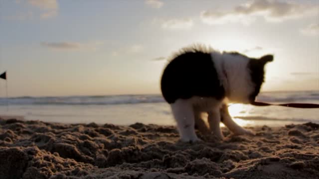 Funny playing dog in a beach