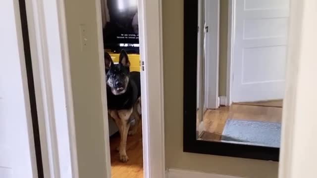 Doggo Doesn't Want to be Done