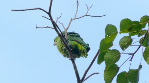 What a beautiful Amazon parrot