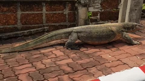 Huge Lizard Walks Lazily Up the Sidewalk