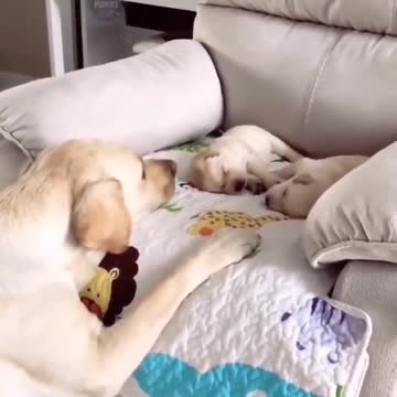 The puppy's mother swings the two puppies