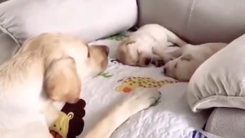 The puppy's mother swings the two puppies