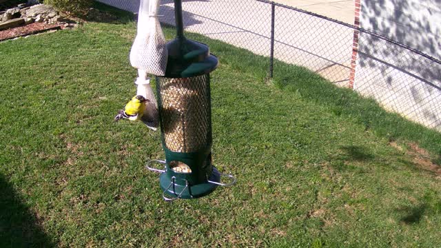 Goldfinch March 30, 2021