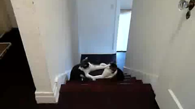 Funny cat fighting