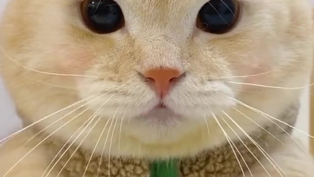 Cute Cat that is adorable and Makes you laugh..