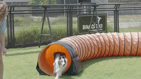 Dog Tunnel Training