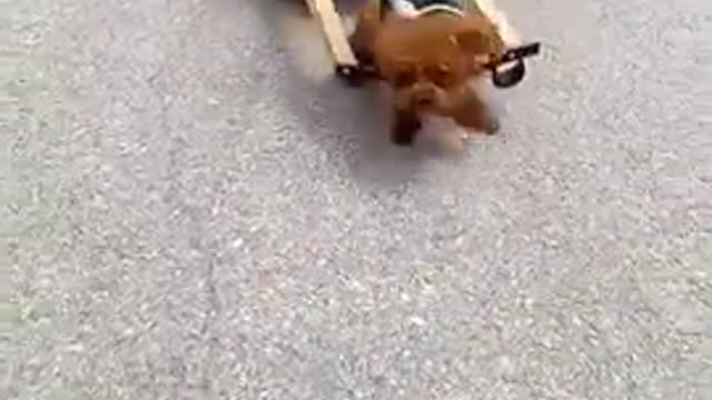 funny animals video must watch