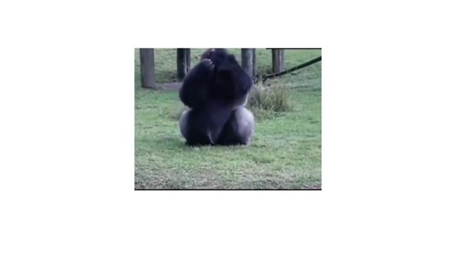 Gorilla uses sign language to tell someone that he's not allowed to be fed by visitorsđź’”