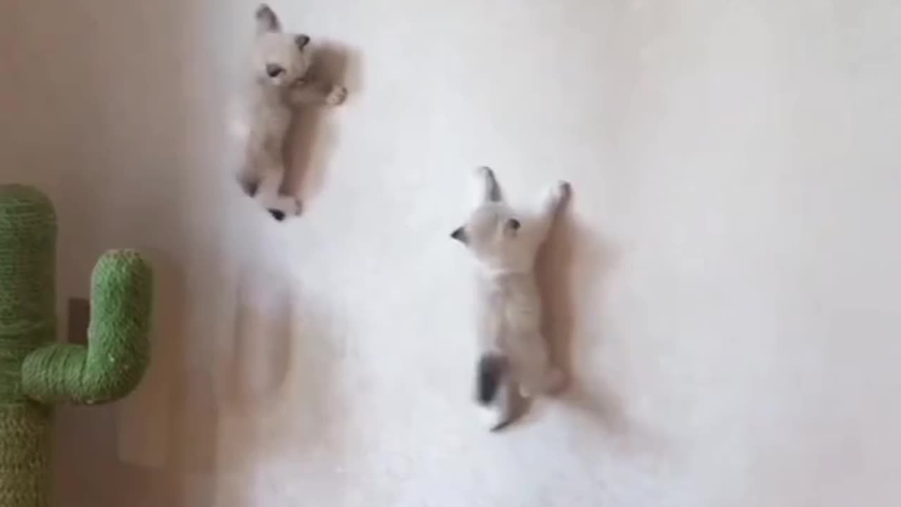 Kittens are jumping on wall