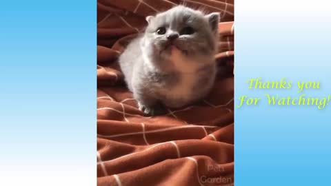 Funny Cats and Dogs Animals compilation videos