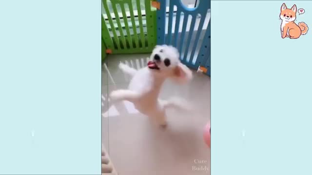 Funny Poodle Videos - Watch This Genius Dog Dance