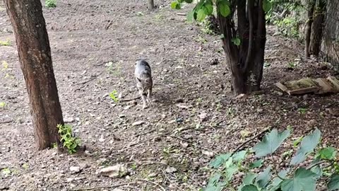 I gave meat to a street cat. Cat in the color of wood.