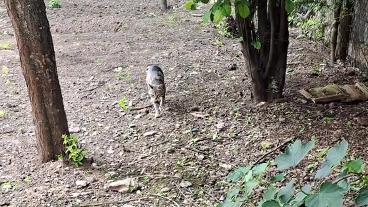 I gave meat to a street cat. Cat in the color of wood.