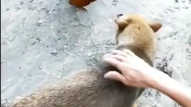 Brave chicken fight against dog