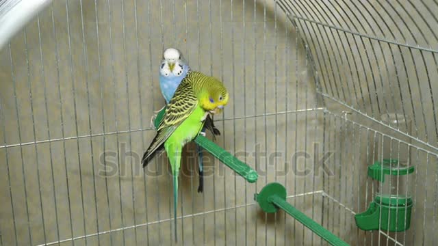 Two multi-colored parrots. Blue and green parrot sit together. Parrots boy and girl live together.