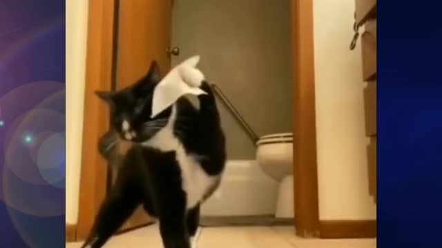 Cute Cats,Funny Cats,Funny Cats Compilation#shorts