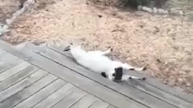 Funny Goat reaction!!
