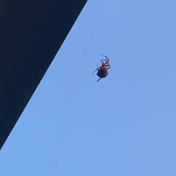 The Itsy Bitsy Spider