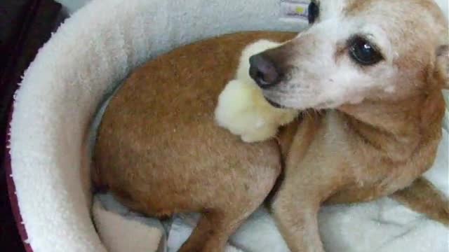 Gentle dog preciously tends to baby chick