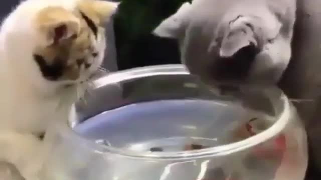 The cat and fish