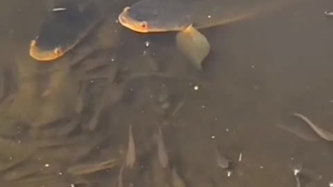 This is a beautiful and charming water-dwelling species