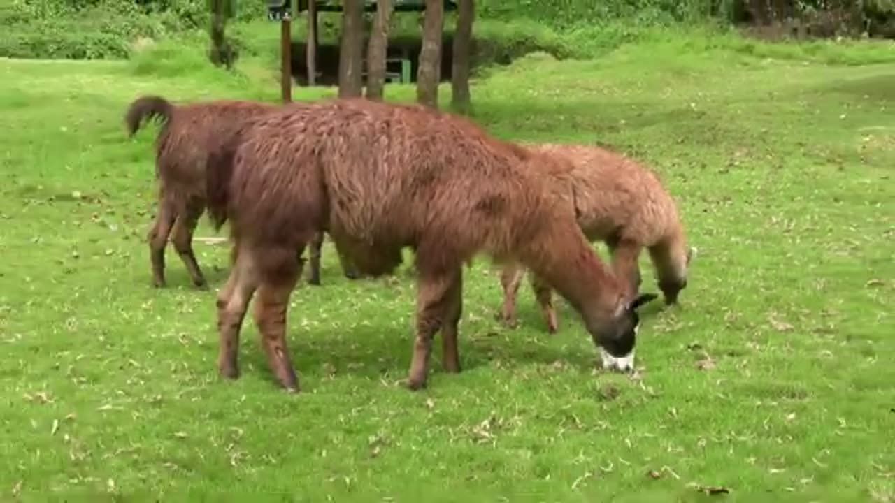 did you know?🙀||HOW LLAMAS SOUND!!!