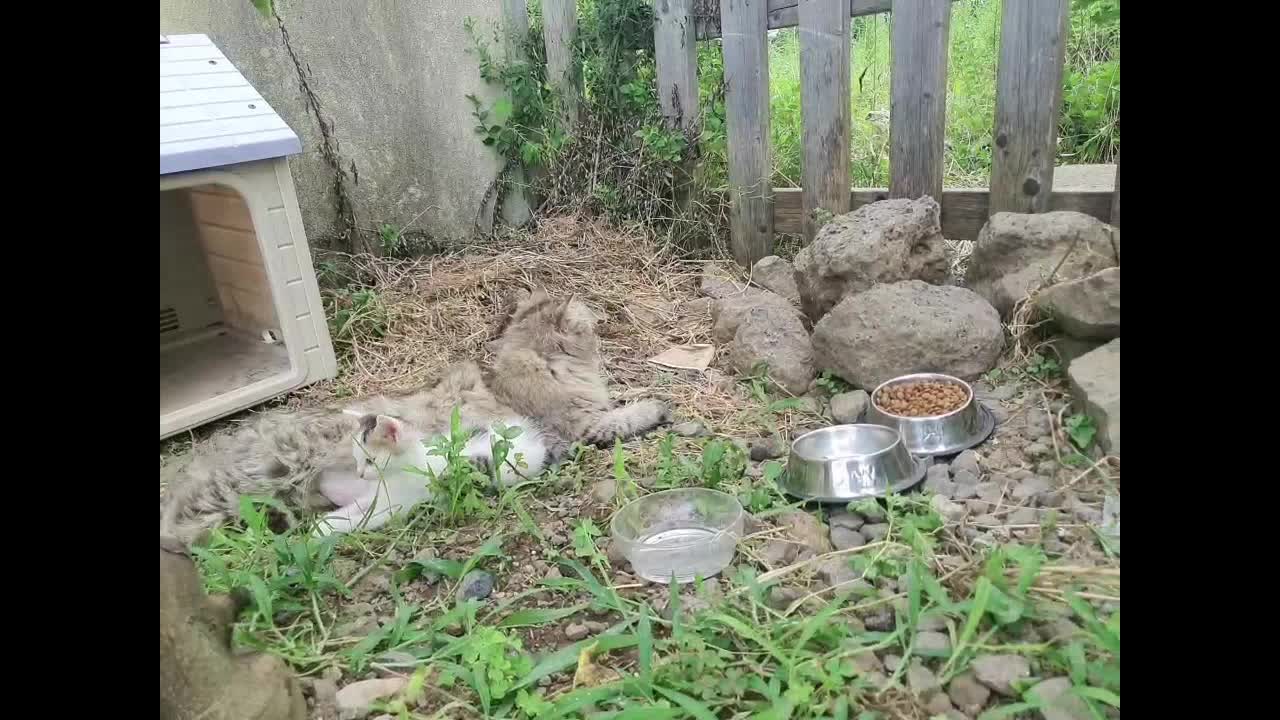 The kittens are playing on the fence.