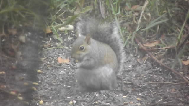 Squirrel Lunching