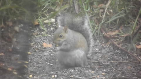 Squirrel Lunching