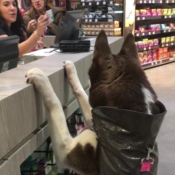 Husky loves to go shopping in Madrid