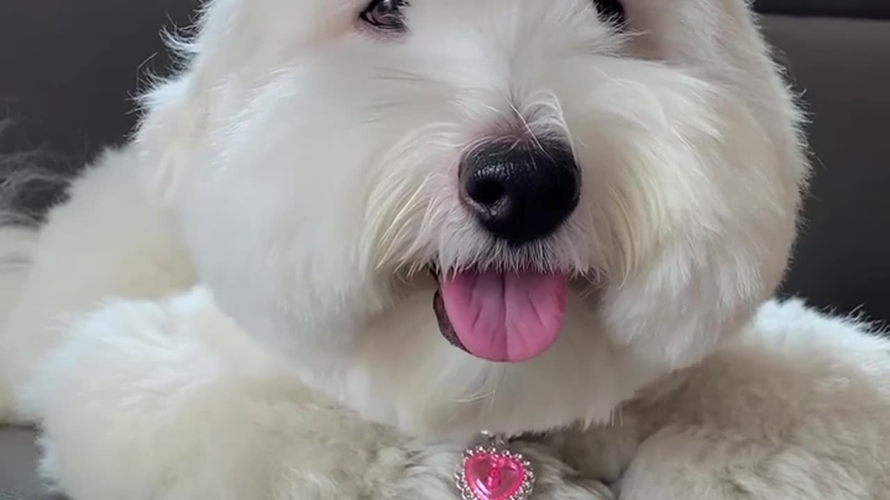 Cutest princess dog 🐕