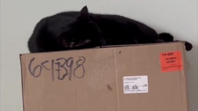 Adopting a Cat from a Shelter Vlog - Peaceful Pretty Precious Piper Taking a Nap #shorts