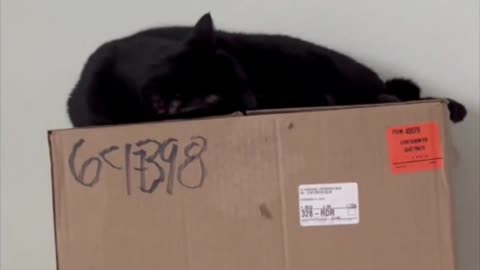 Adopting a Cat from a Shelter Vlog - Peaceful Pretty Precious Piper Taking a Nap #shorts